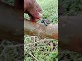 grafting guava trees using a fork and spoon 🥄🌱 #craftworking #grafting #satisfying #gardening