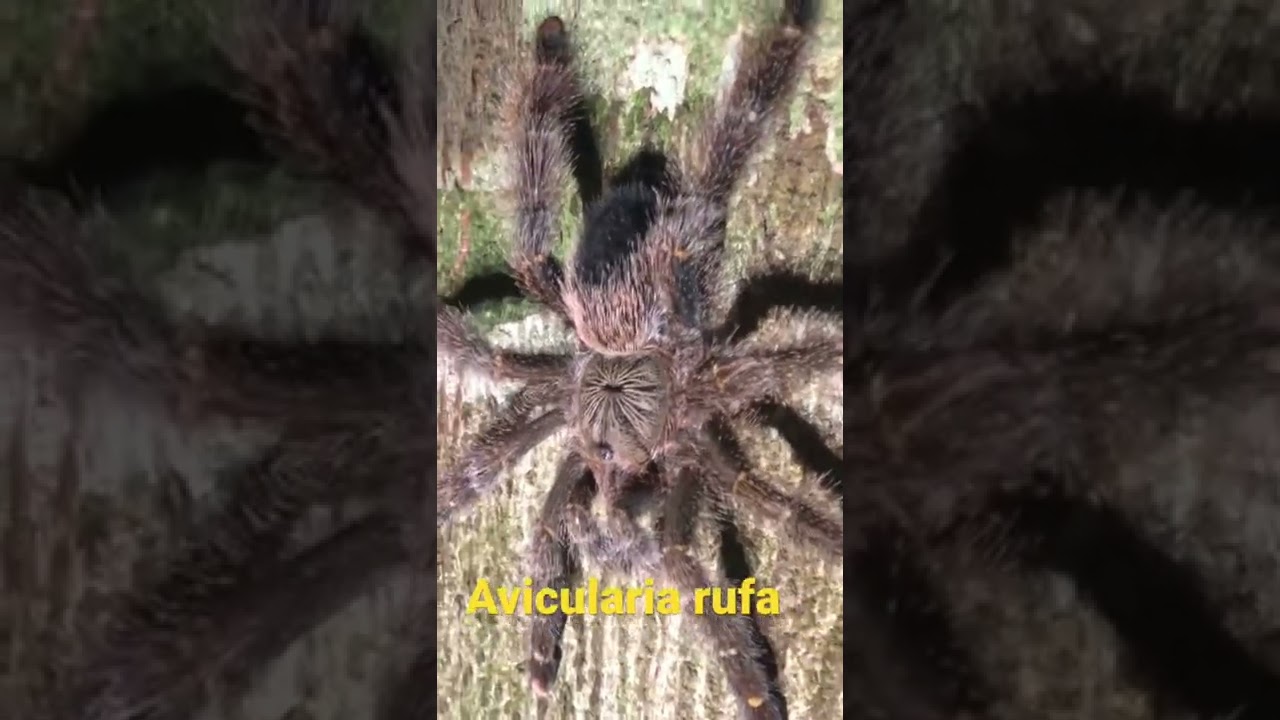 Arácnidos mortales: las 5 especies de arañas más peligrosas del mundo |  National Geographic | National Geographic, image size:1280x720