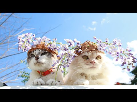 のせ猫 x 藤の花　210601