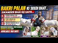 Bakri Palan Ki Seedi Baat Sikander Bhai ke Sath | Barbara & Sojat Goat For Sale | Call : 9830485303