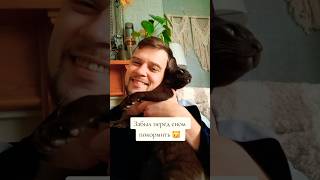 Забыл покормить кота перед сном | смешные животные #коты