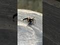 I met a Jumping spider in my zoo