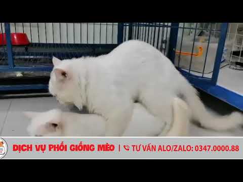 Phối Giống Mèo Anh Lông Dài Màu Trắng