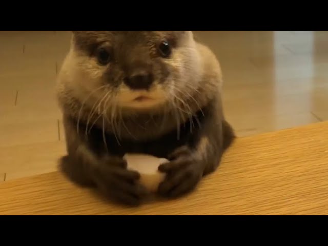 カワウソさくら テンションが上がりすぎてぴょんぴょんするカワウソ otter that lifts its mood and bounces
