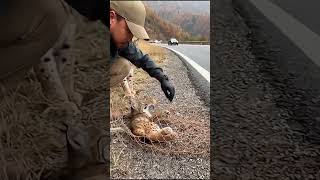 Wilderness Rescue: Man Rescues Lynx Stranded on Highway | Wildlife Survival Stories EP3