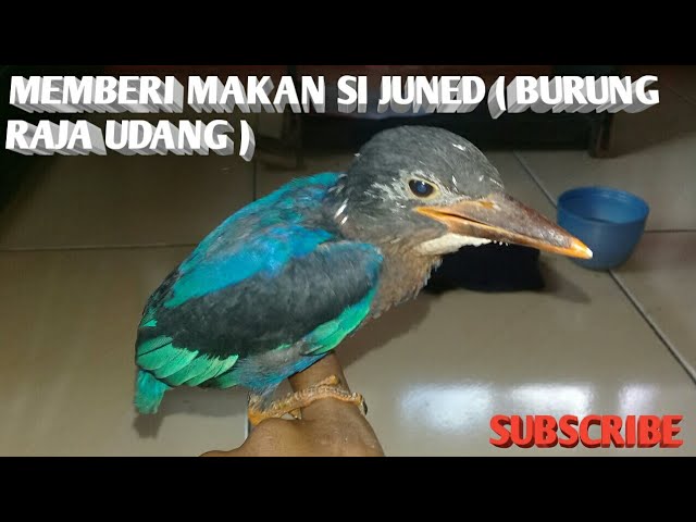 Tips Cara Memberi Makan Burung Raja Udang  ( King Fisher ) class=