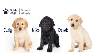 OUR NEW PUPPY RECRUITS! | SPONSOR A PUPPY | GUIDE DOGS