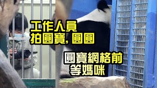 圓寶在網格前等媽咪,工作人員拍攝圓寶及圓圓|Giant Panda Yuan Bao waits for Mommy, staff filmed,圆宝,貓熊,大貓熊,大熊貓