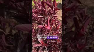 Small Shrub, Big Color!