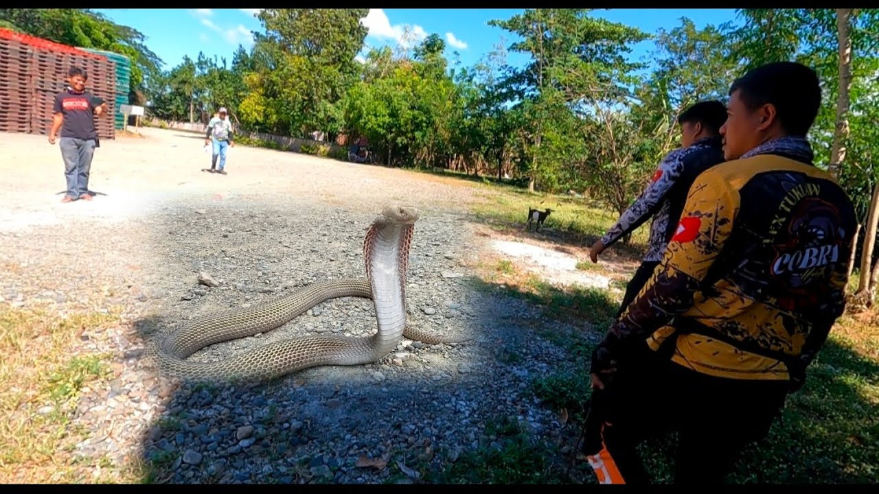 GUMAGALA NA MALAKING COBRA SA GILID NG BODEGA NG SAN MIGUEL PILSEN