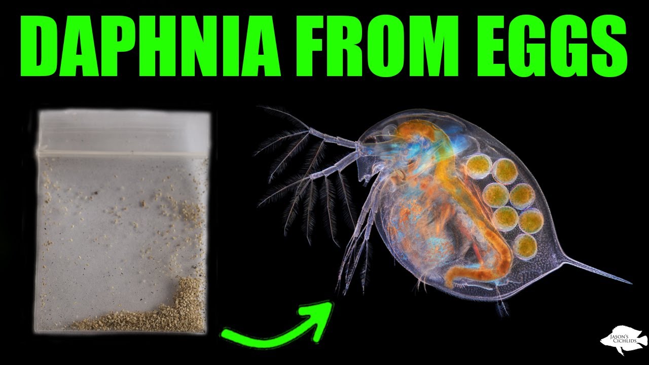 HOW TO Hatching Daphnia from Eggs for LIVE Fish Food YouTube