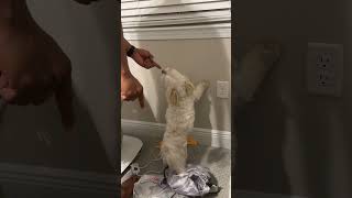 @loudoxygenqueen: My son put my dog on time out 😂 #dog #dogvideos