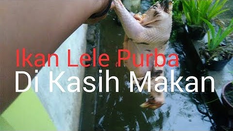 Ikan lele di kasih makan ayam utuh langsung di sambar