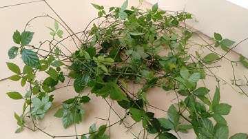 Cây giảo cổ lam, cây thuốc quý