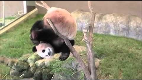 Why pandas are endangered