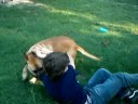 Funny Dog Attack By Cory Eason