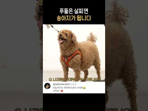 이 안에 푸들 네 마리 있다..