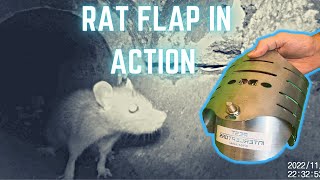 RAT FLAPS STOP RATS...This is how rat flaps work. Rat Flap for drains.