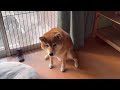 怒られている柴犬