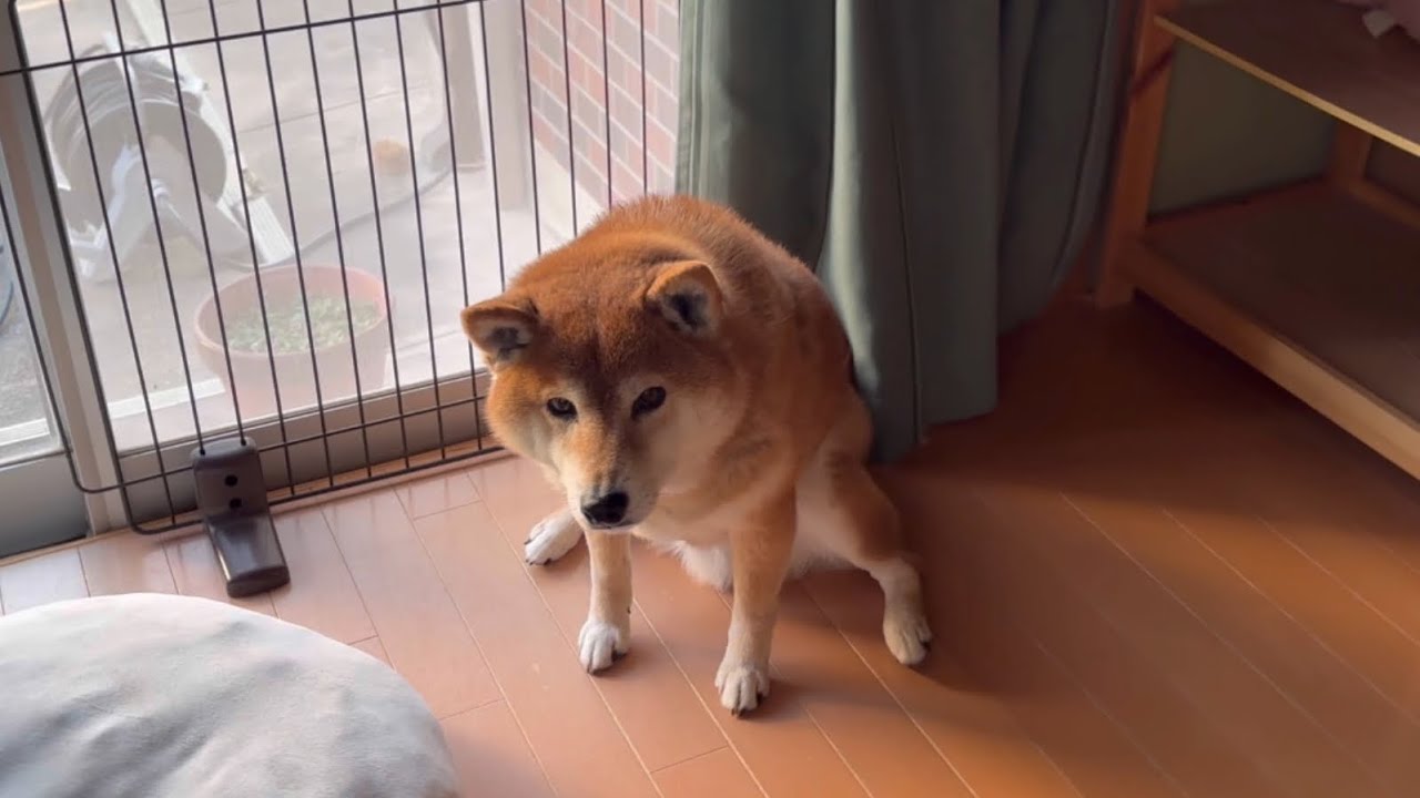 怒られている柴犬 - YouTube