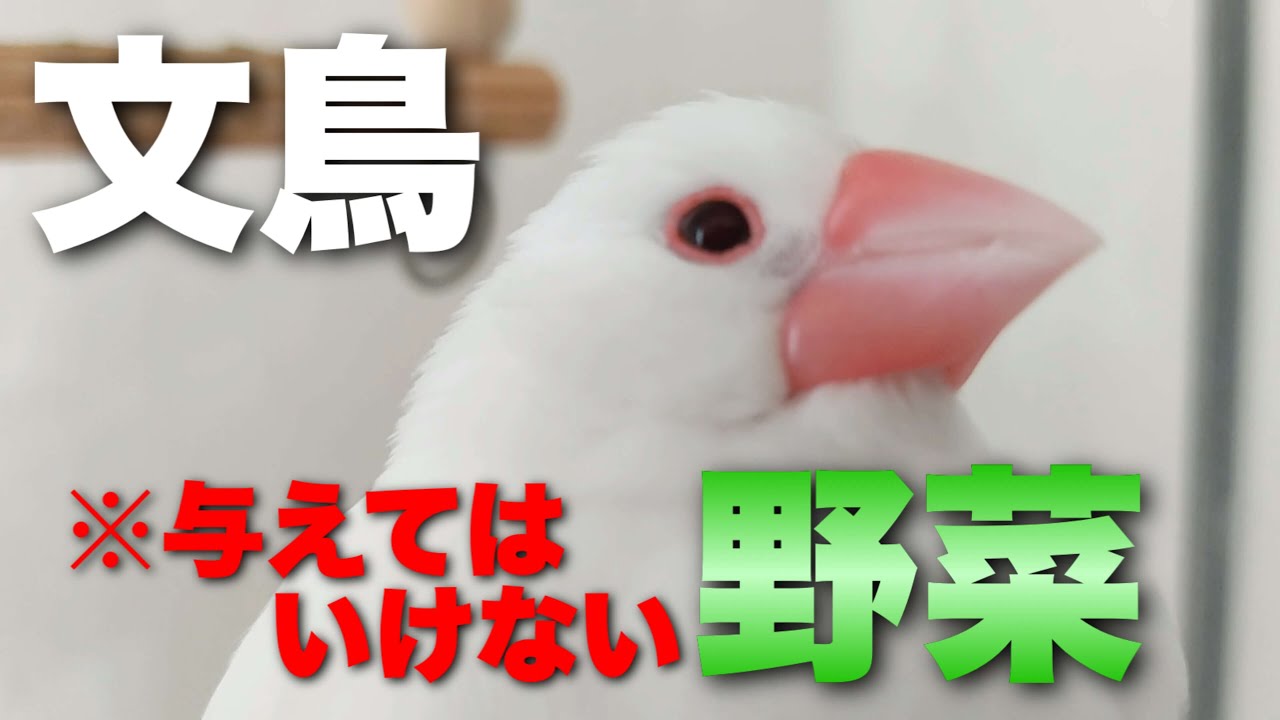 【文鳥に与えてはいけない野菜】人は大丈夫でも、文鳥が食べてはだめな野菜があります