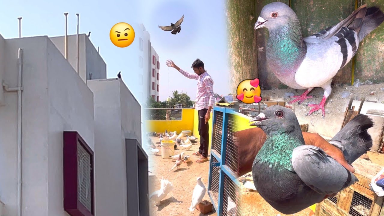 Hara Kabootar Pakda Kali Ankh Kaa🤩 || Black Eyes Pigeon Catch 🕊️👍