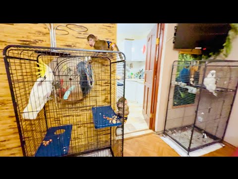 Пока мы УКРАШАЕМ СТЕНУ, Степка с Маней без зазрения совести ВОРУЮТ ЕДУ у попугая Киры!