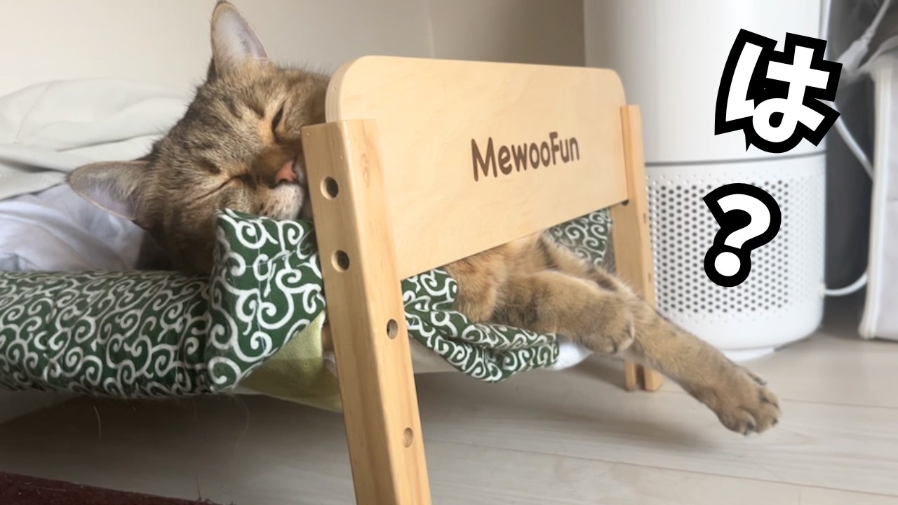 寝相が悪すぎてベッドから常にはみ出てる猫が可愛すぎる…