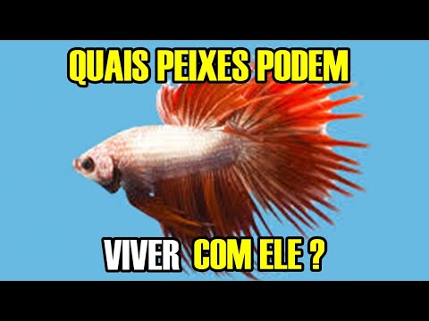 5 PEIXES que PODEM VIVER com o BETTA