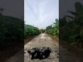 Trẻ Trâu Phát Hiện Động Đất