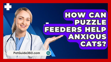 How Can Puzzle Feeders Help Anxious Cats? - PetGuide360.com