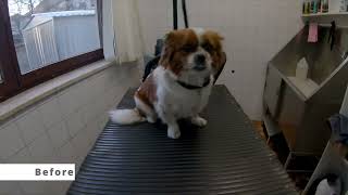 Grooming Deaf Dog by Dlakca pet grooming 238 views 2 years ago 4 minutes, 5 seconds