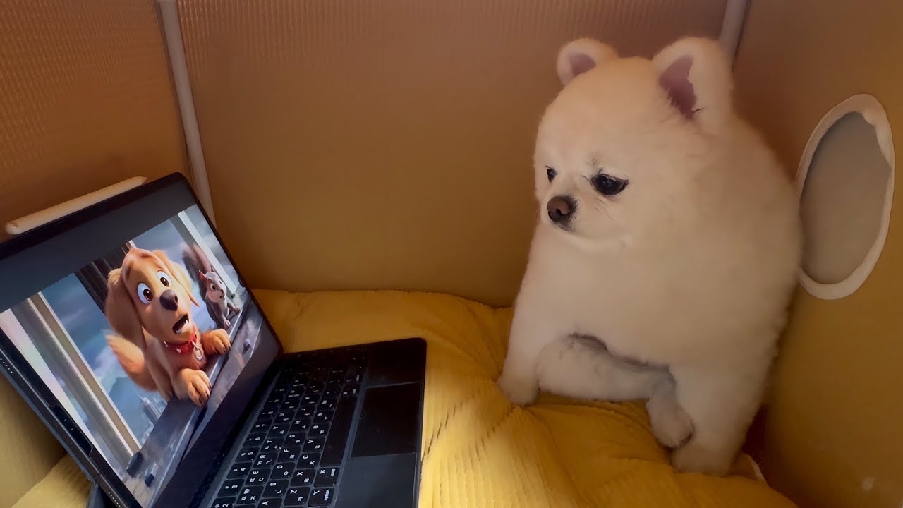 강아지가 볼 수 있는 영화를 보여줬더니 종일 빠져있네요