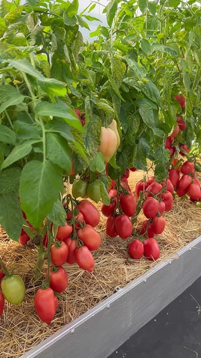 🍅 Ох уж этот томат Сулейман — покоритель сердец, звезда очей моих! # ...