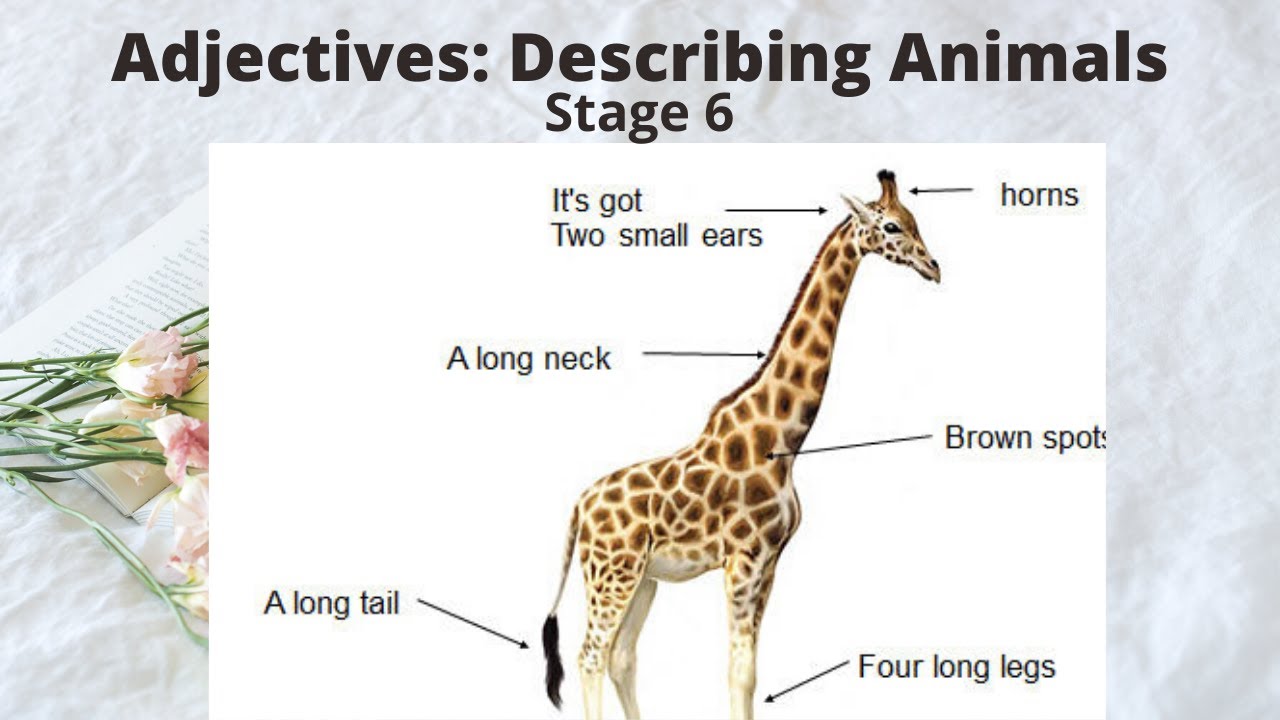 Stage 6 Adjectives Describing Animals YouTube