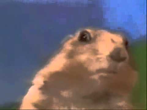 Dramatic Chipmunk   SAW