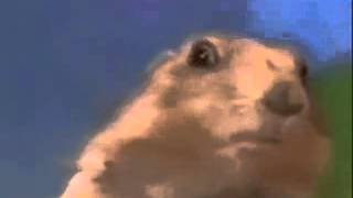 Dramatic Chipmunk   SAW