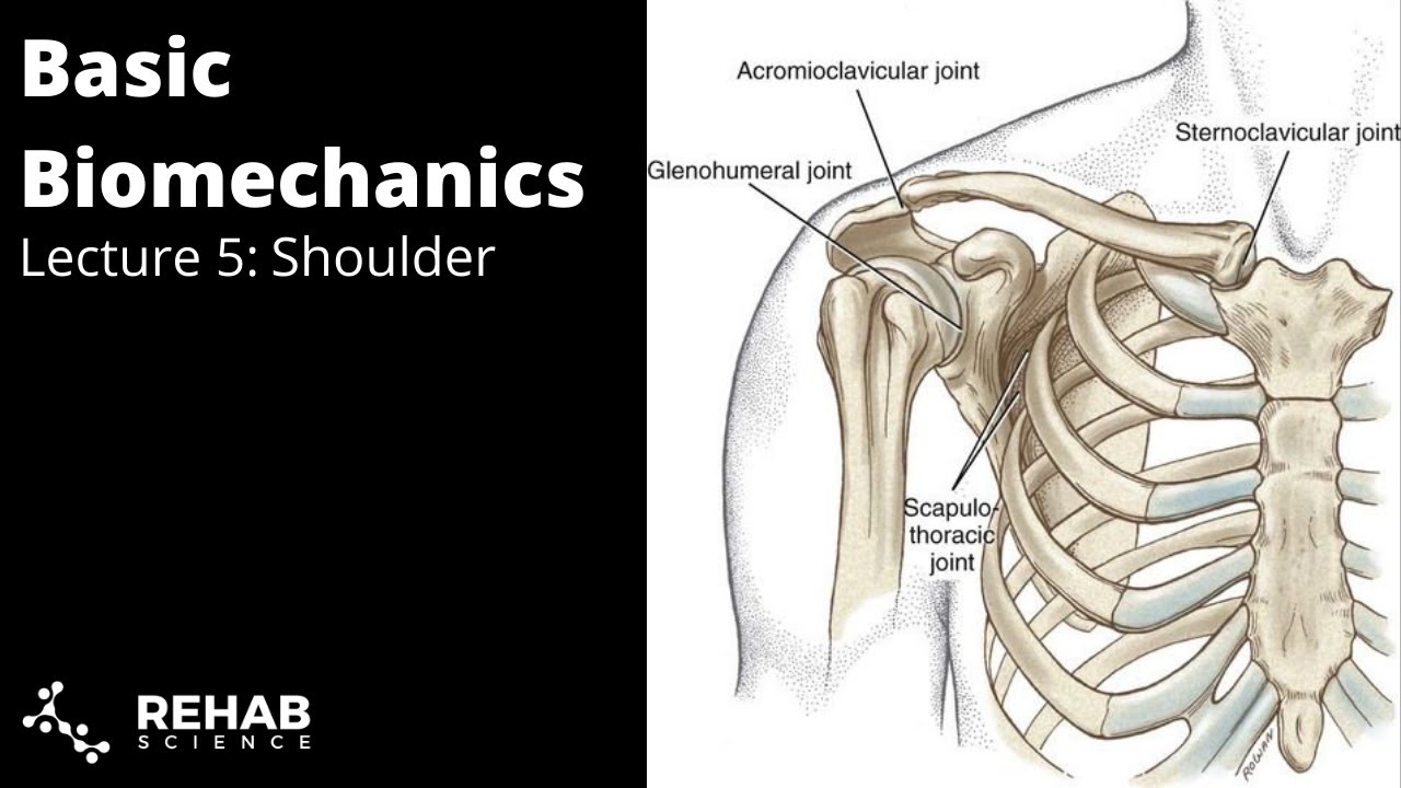 Biomechanics Lecture 5: Shoulder Complex 