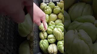 Chayote Seeds for Planting