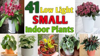 41 Low Light Indoor Small Houseplants | Indoor Mini Plants | Tiny Plants | Plant and Planting