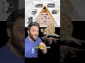 The oldest land vomit and what it teaches us #evolution #history #science #paleontology #learning