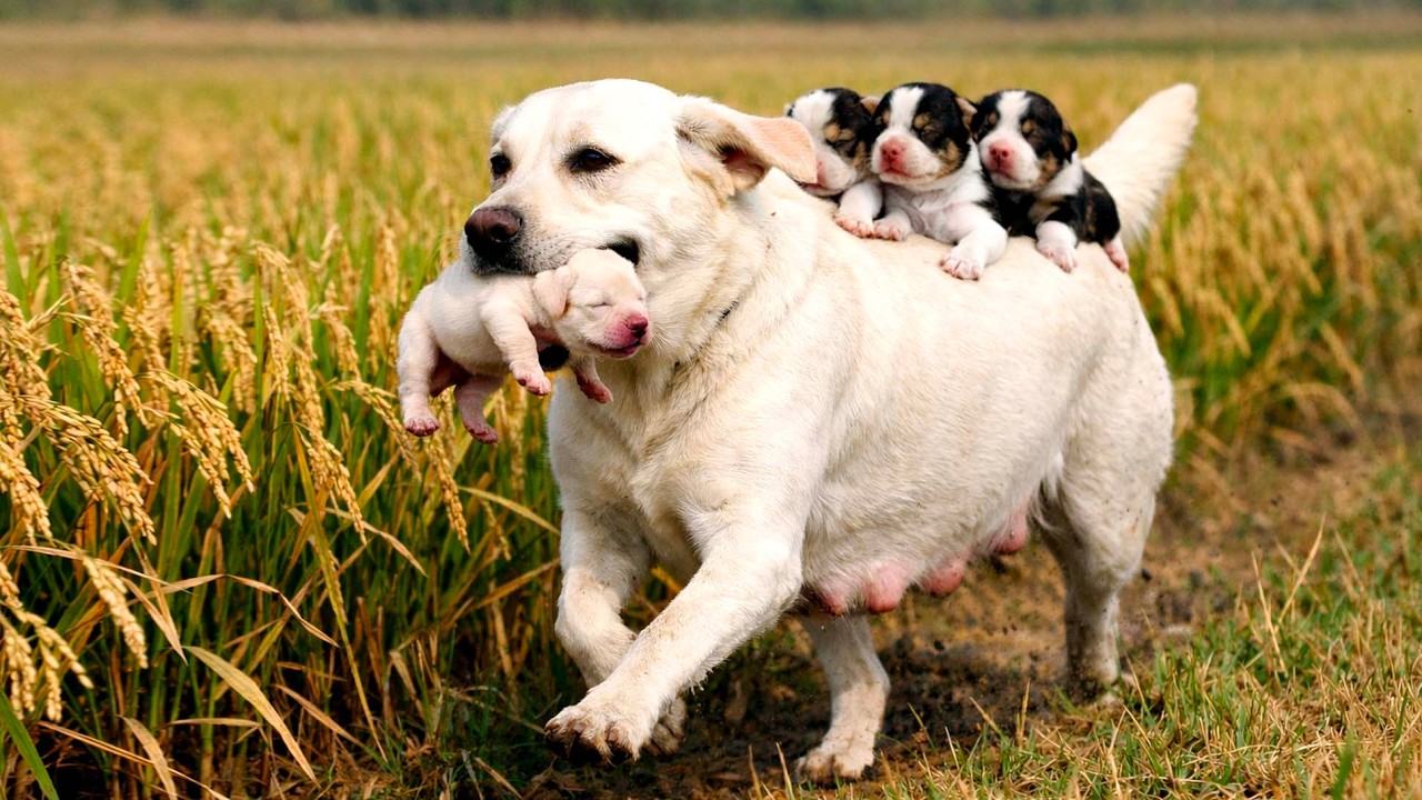 Невероятно! Незнакомая мама-собака привела щенков к моему дому и осталась. 🐶🐕❤️❤️❤️