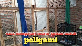 Cara Melatih Jantan Agar Bisa Di Poligami