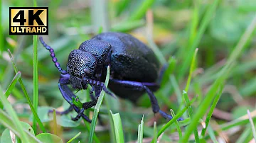 4K Ultra HD Video || Poisonous violet oil beetle feeding on grass