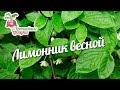 Лимонник весной #urozhainye_gryadki