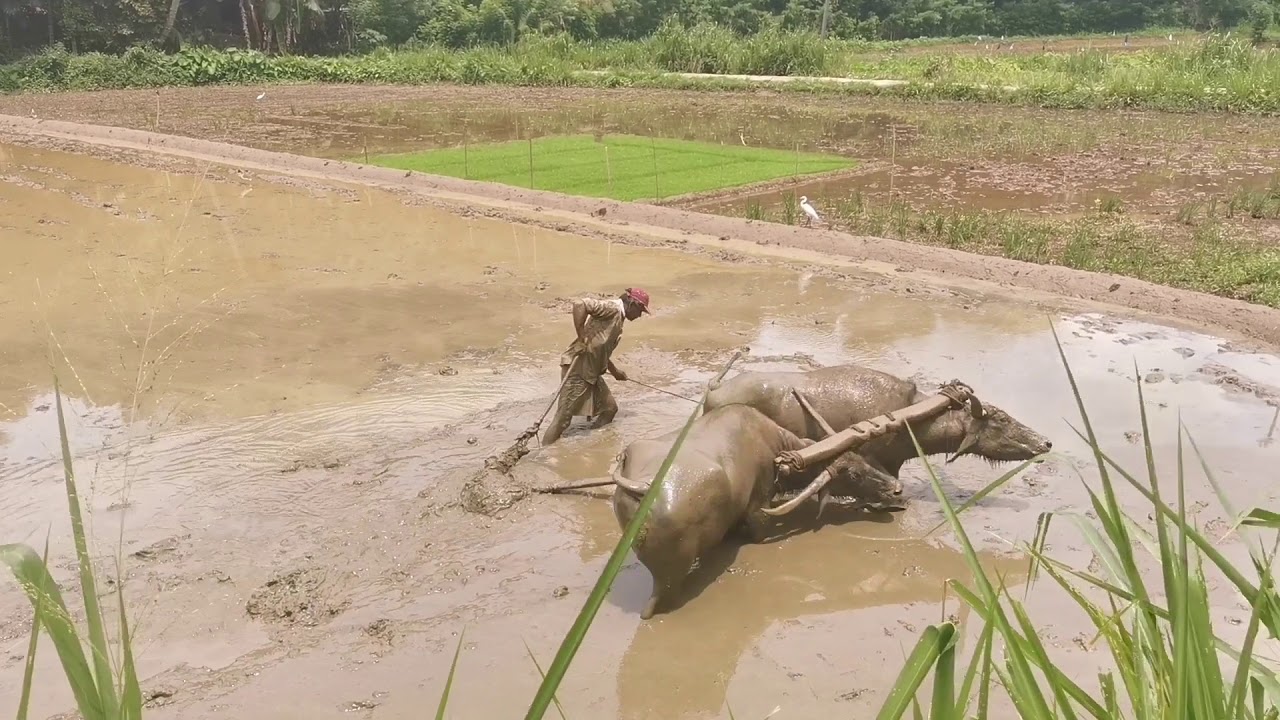 Sri Lankan Traditional Farming (හෙළ සාම්ප්‍රදායික වී ගොවිතැන) YouTube