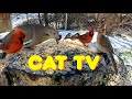 Best Video for Cats - 2.5 HOURS of Birds in Winter ⭐ - CAT TV