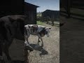 Entering the cow farm in Red Dead Redemption 2