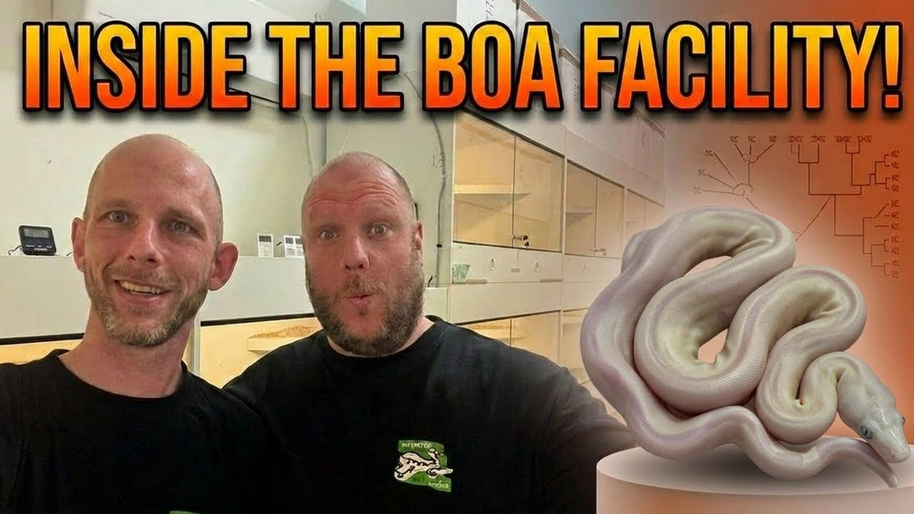 LIVE from the Facility: Tim Eisel Sees Our New Boas for the First Time ...