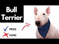 Bull Terrier Pros And Cons | The Good AND The Bad!! の動画、YouTube動画。